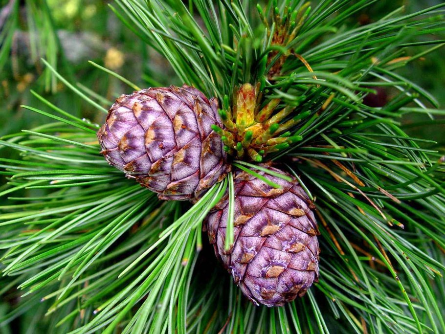 Кедр Сибирский Pinus sibirica