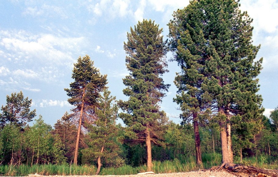 Кедр Сибирский Pinus sibirica