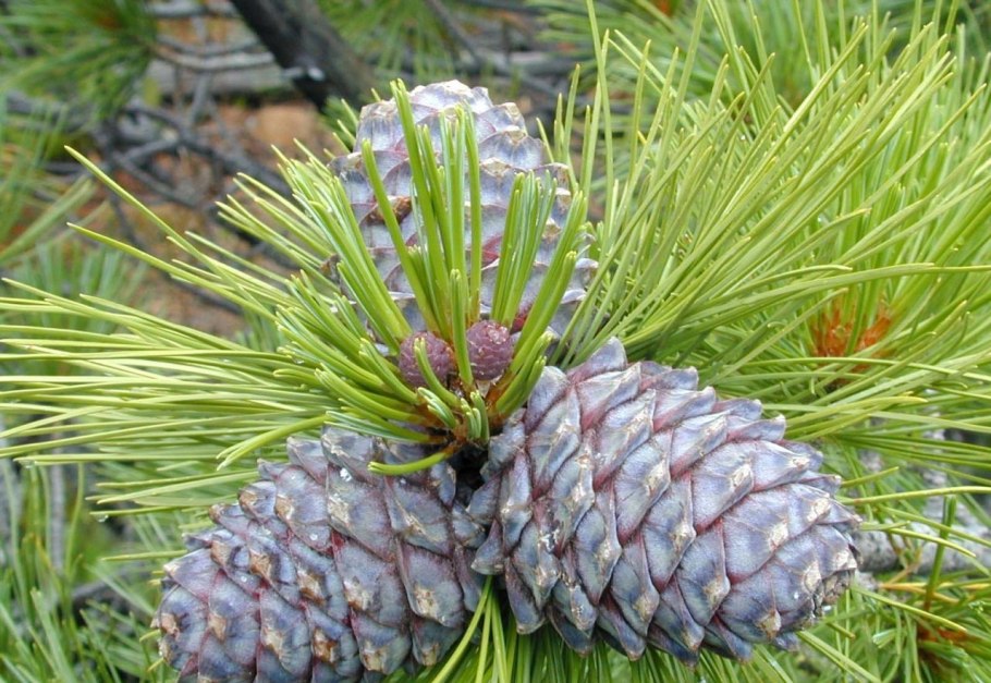 Сосна Сибирская Кедровая Pinus Cembra