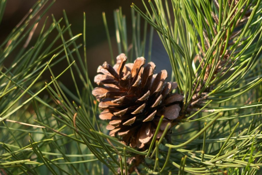 Кедр Сибирский Pinus sibirica