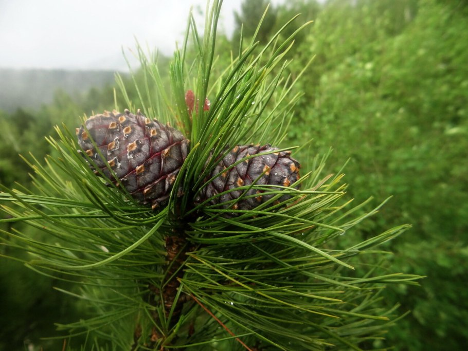 Сосна Кедровая Сибирская/Pinus sibirica