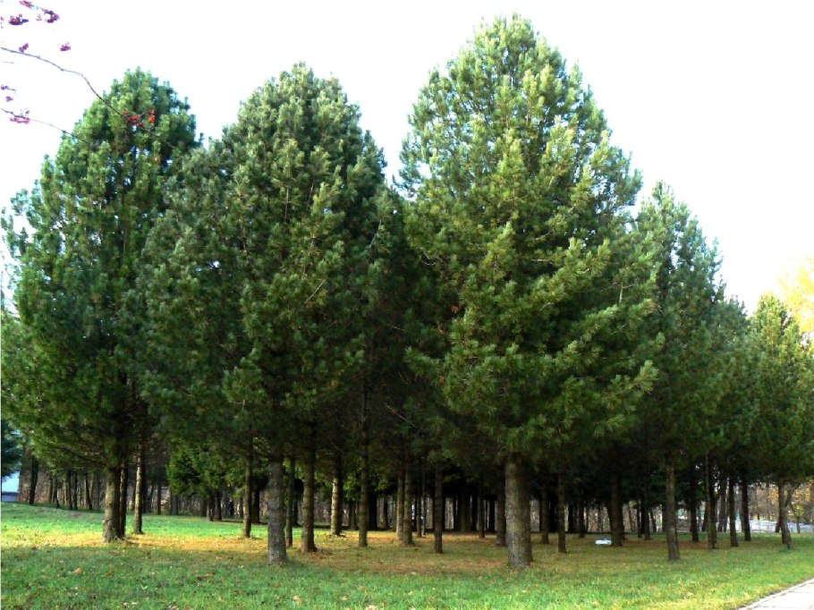 Сосна Кедровая Сибирская/Pinus sibirica