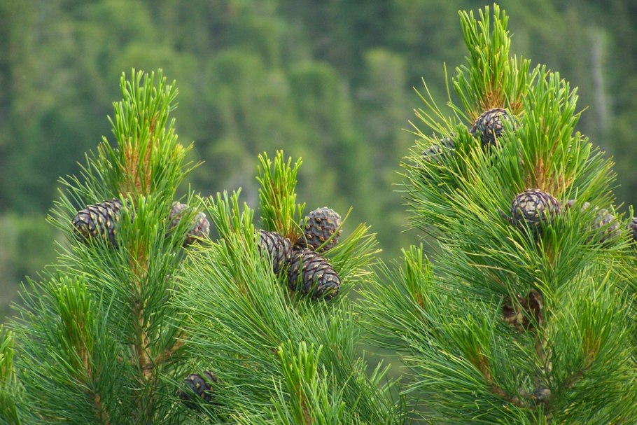 Кедр Сибирский сосна Сибирская Pinus sibirica