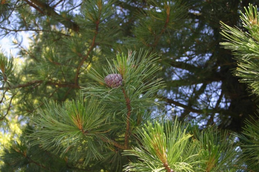 Кедр сибирский pinus sibirica