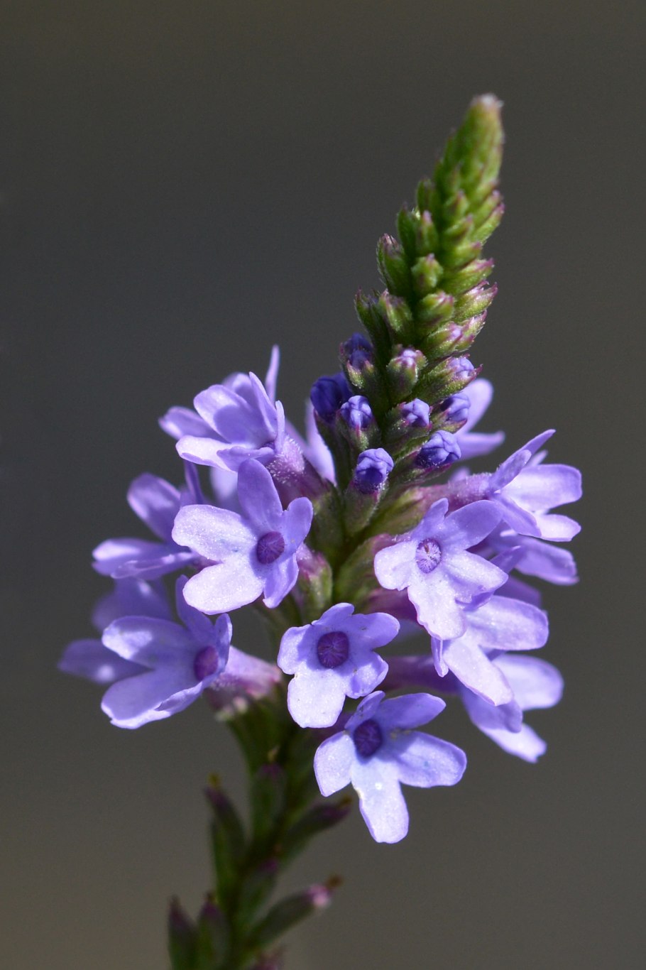 Вербена officinalis