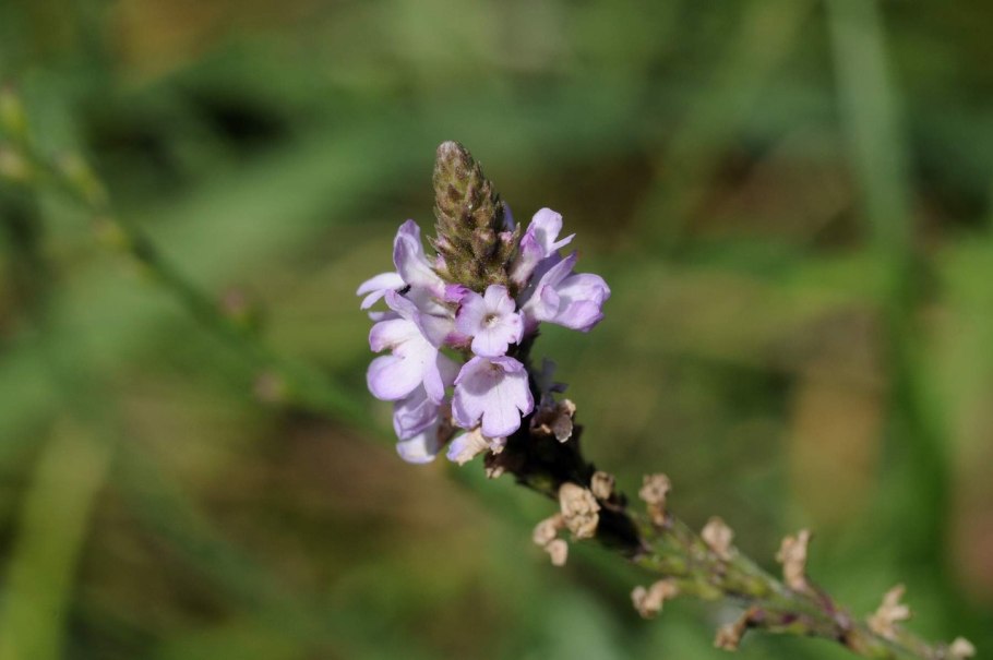 Вербена лекарственная (Verbena officinalis)