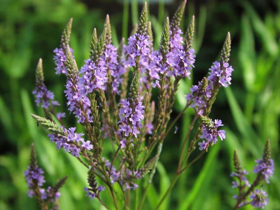 Вербена officinalis