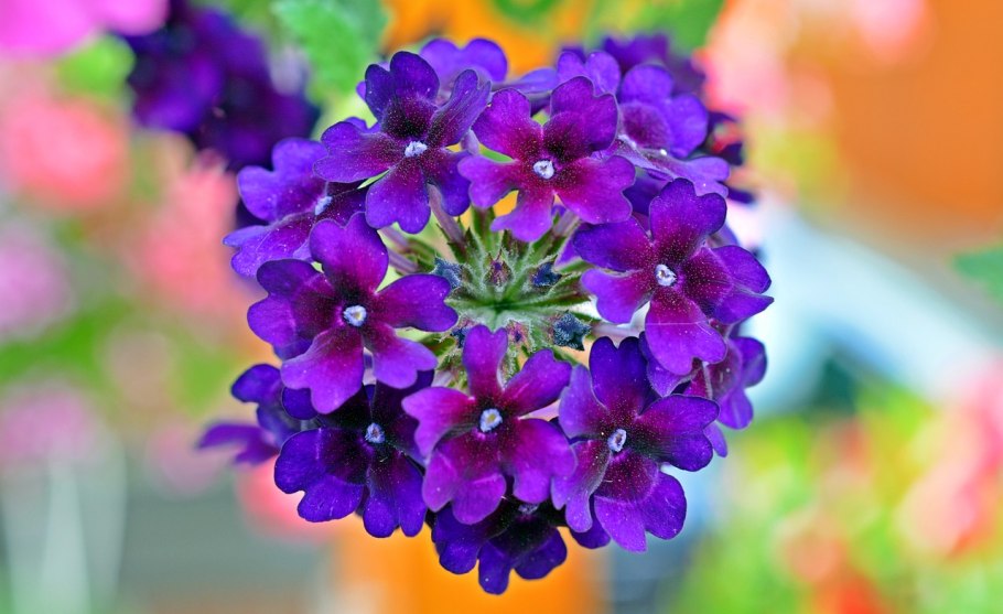 Вербена officinalis