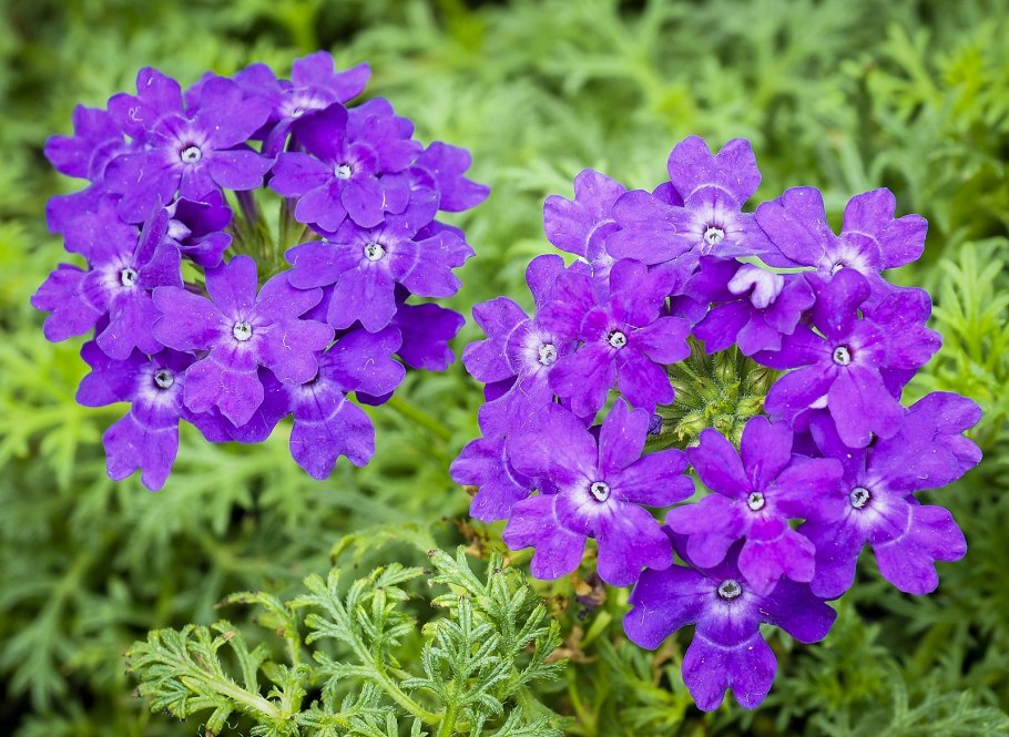 Duranta erecta растение