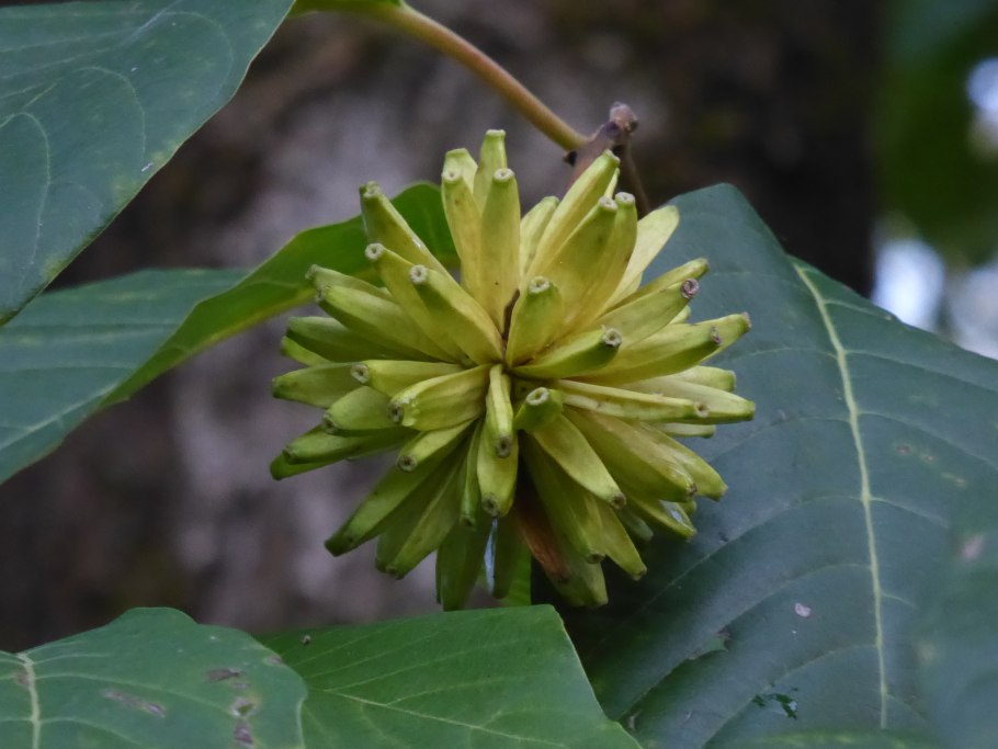 Камптотека остроконечная