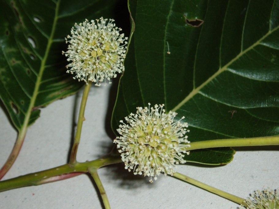 Камптотека остроконечная