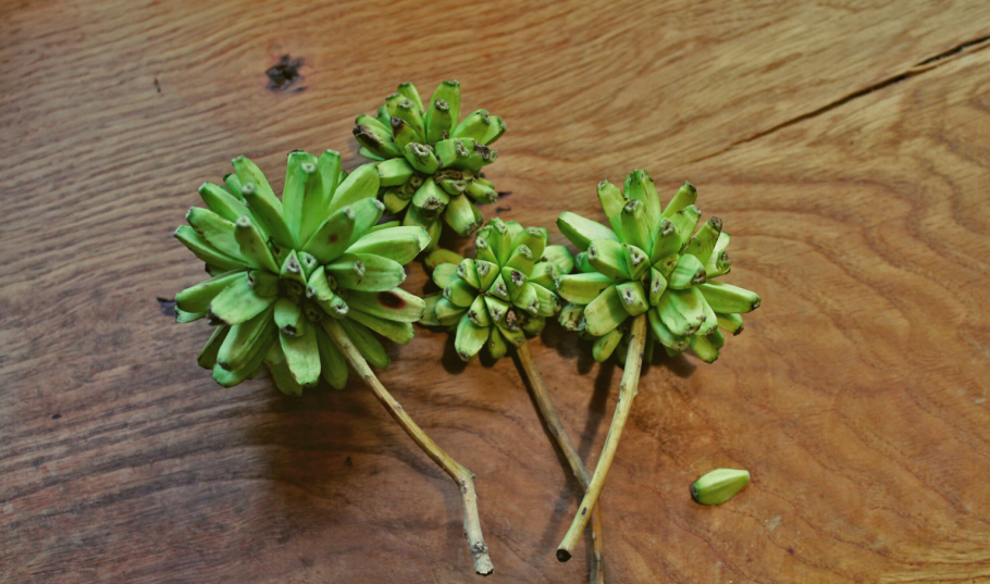 Camptotheca acuminata