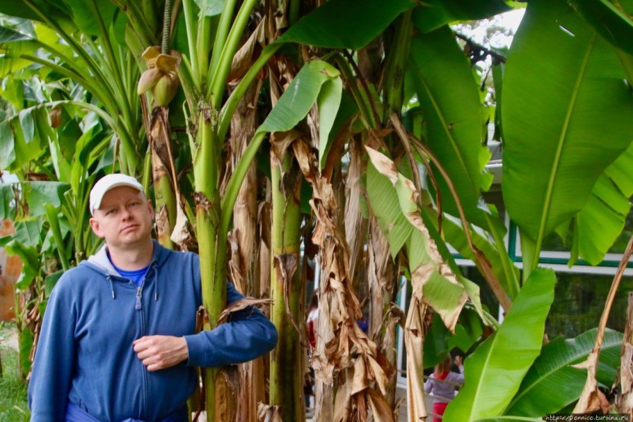 Остроконечные растения