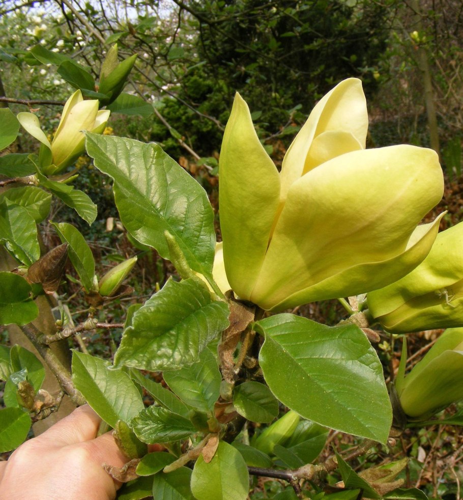 Тюльпанное дерево Лириодендрон китайский