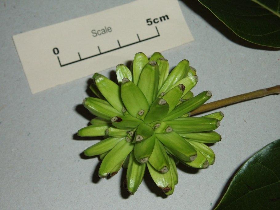 Камптотека заостренная