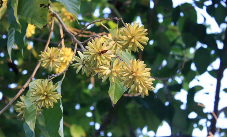 Camptotheca acuminata