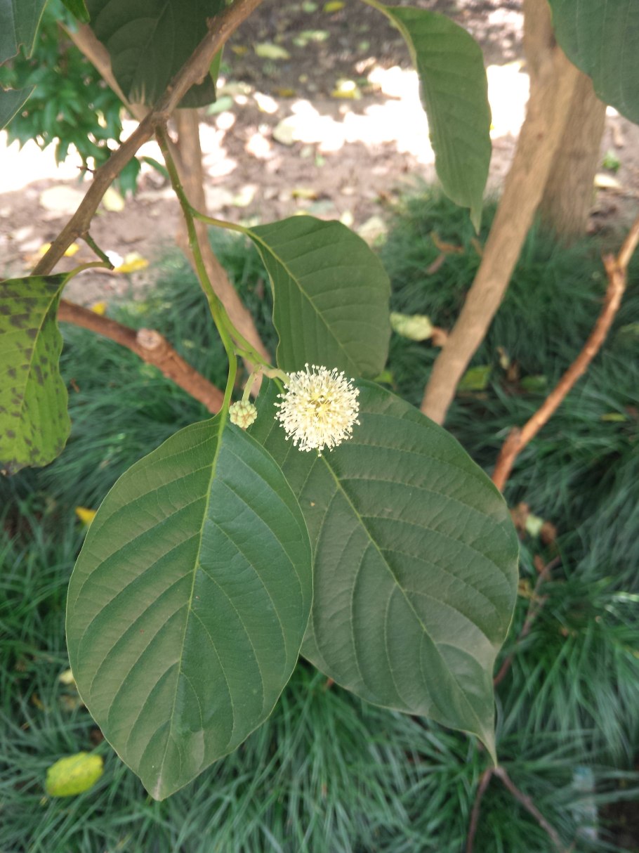 Camptotheca acuminata