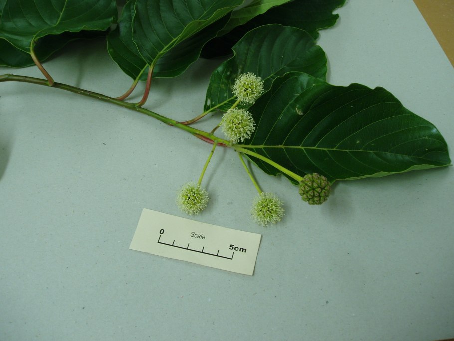 Камптотека остроконечная