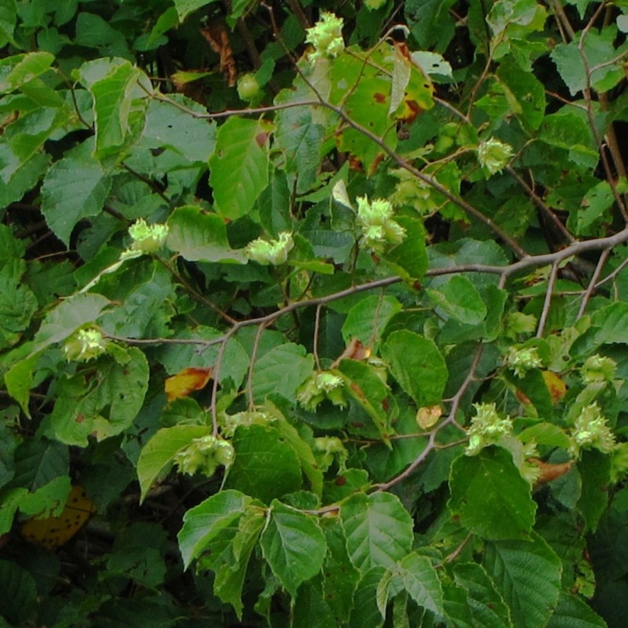 Лириодендрон Тюльпановый Liriodendron tulipifera