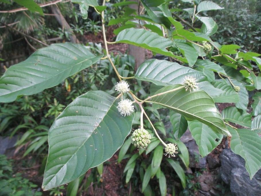 Camptotheca acuminata