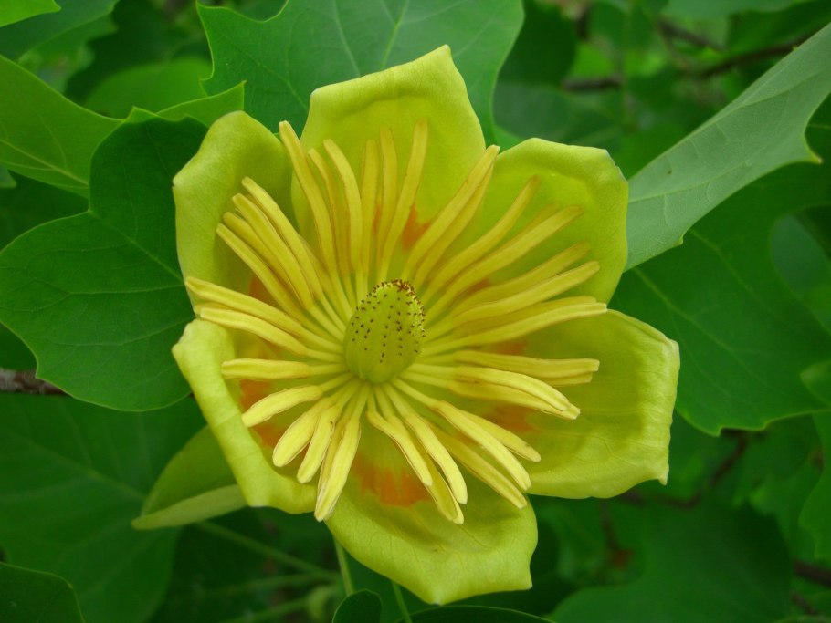 Лириодендрон Джексон