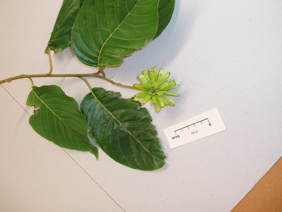 Camptotheca acuminata