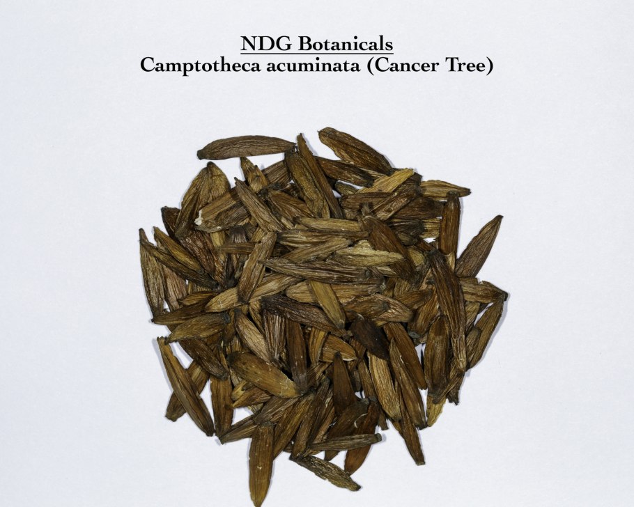 Liriodendron tulipifera тюльпановое дерево