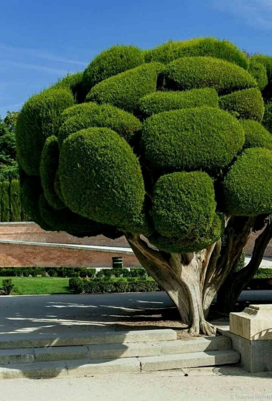 Драконовые деревья на острове Сокотра