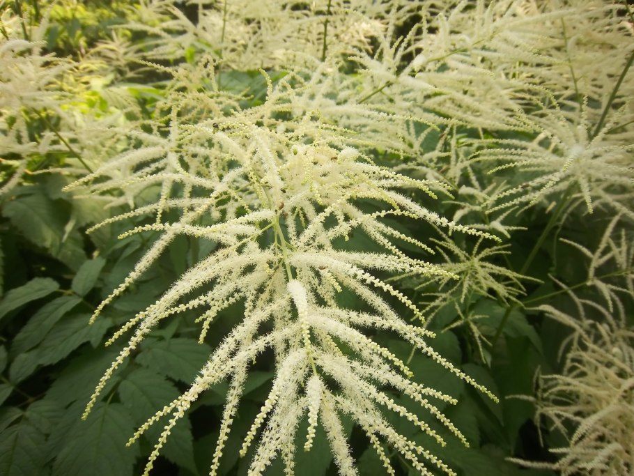 Волжанка китайская Zweiweltenkind