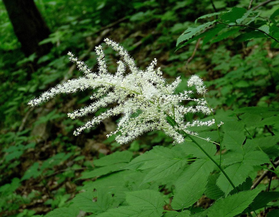 Арункус Волжанка