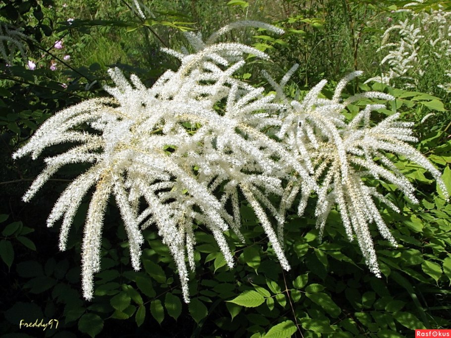 Волжанка Арункус обыкновенная