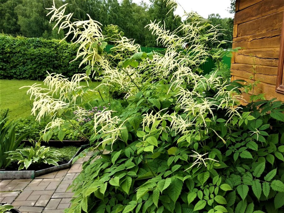 Волжанка двудомная