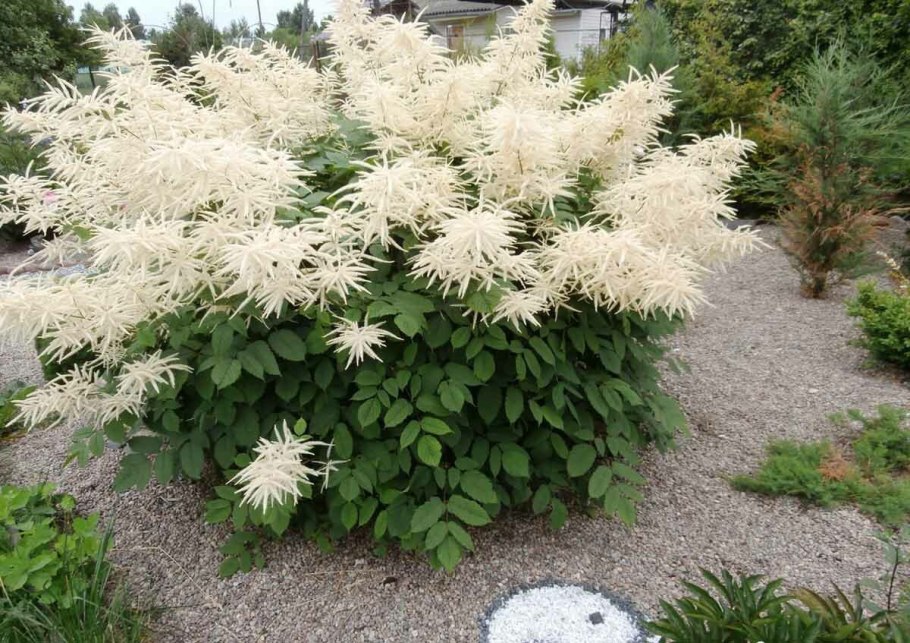 Арункус Волжанка