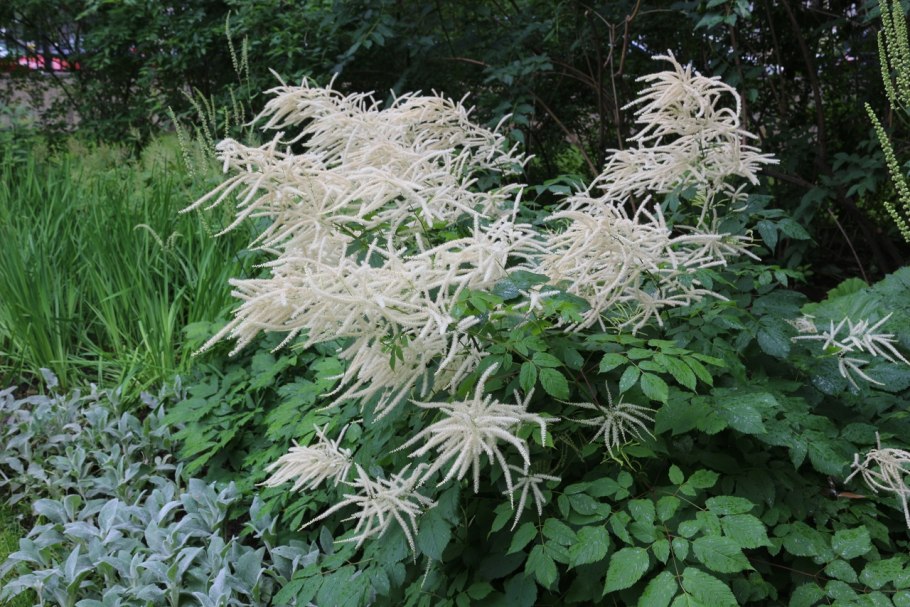 Волжанка двудомная (Aruncus dioicus)
