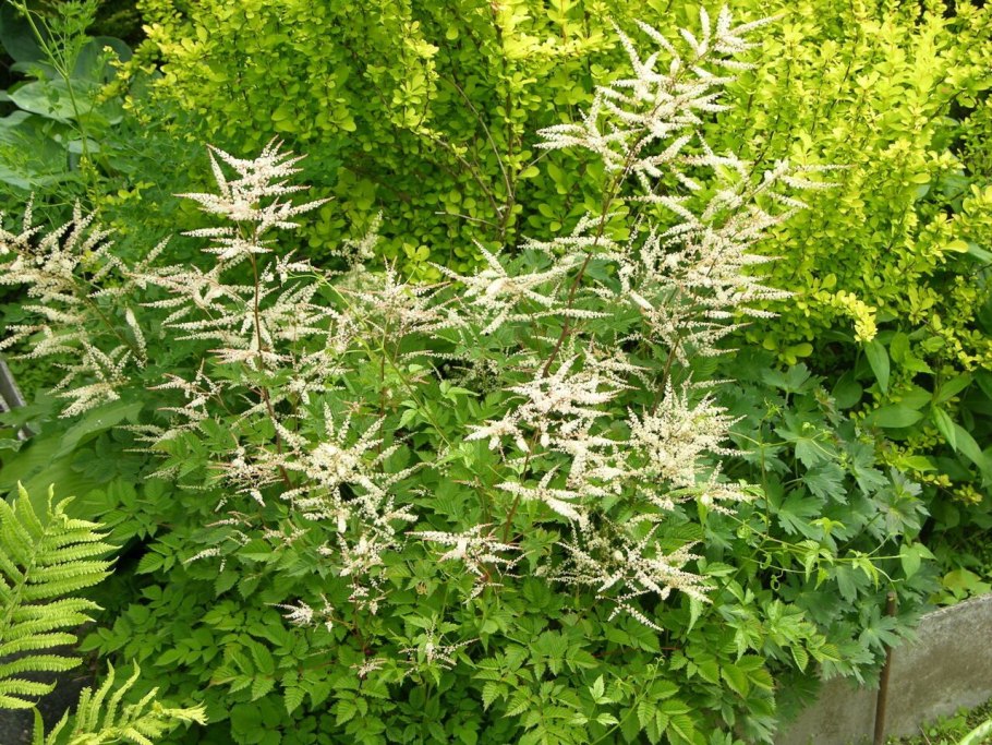 Aruncus aethusifolius