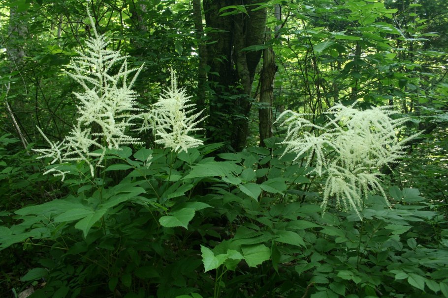 Волжанка двудомная (Aruncus dioicus)