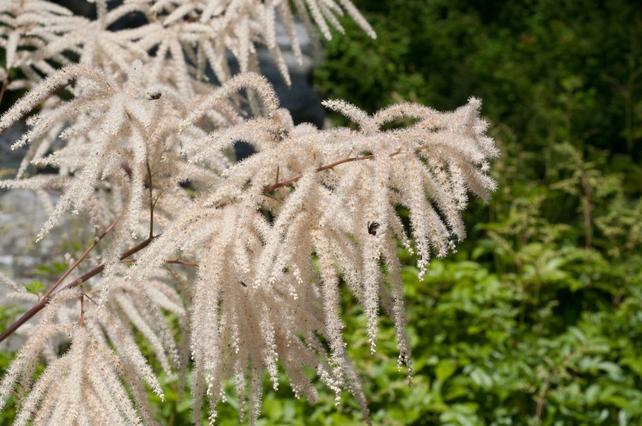 Арункус / Волжанка двудомная