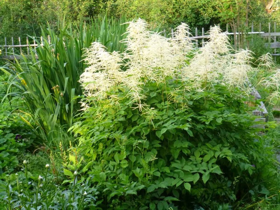 Арункус / Волжанка двудомная