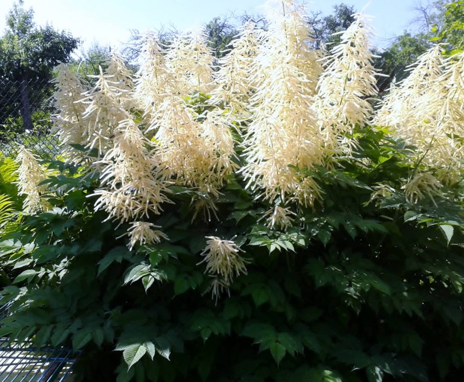 Растение Волжанка двудомная