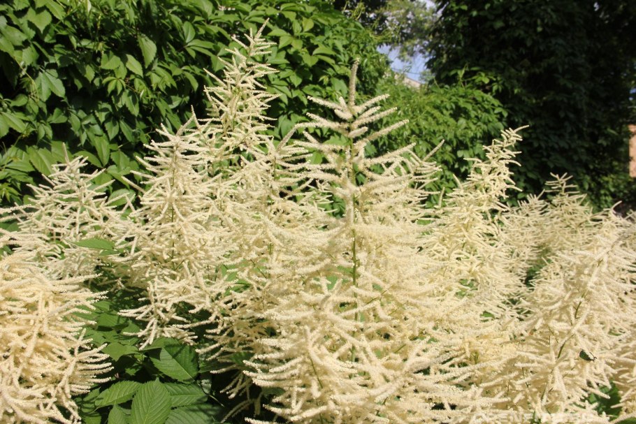 Арункус / волжанка двудомная