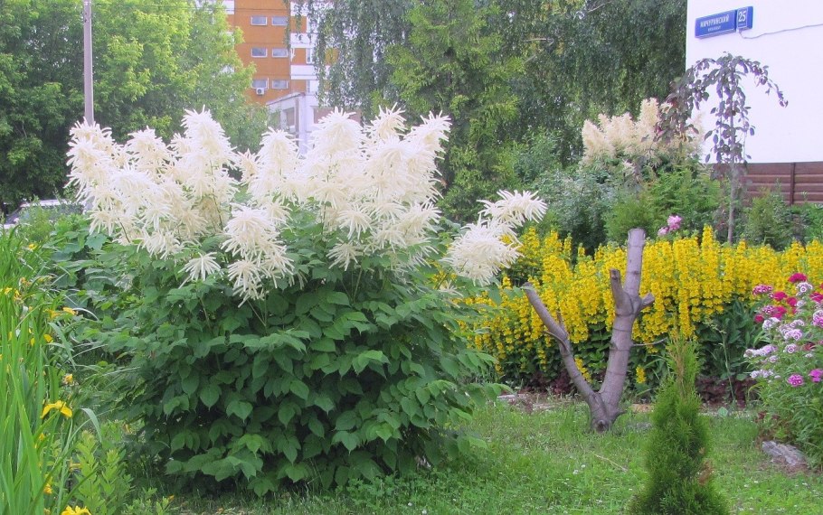 Арункус Волжанка кокорышелистная