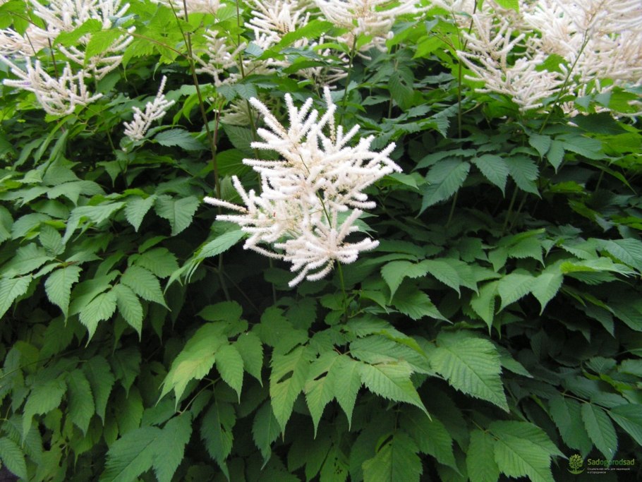 Волжанка двудомная