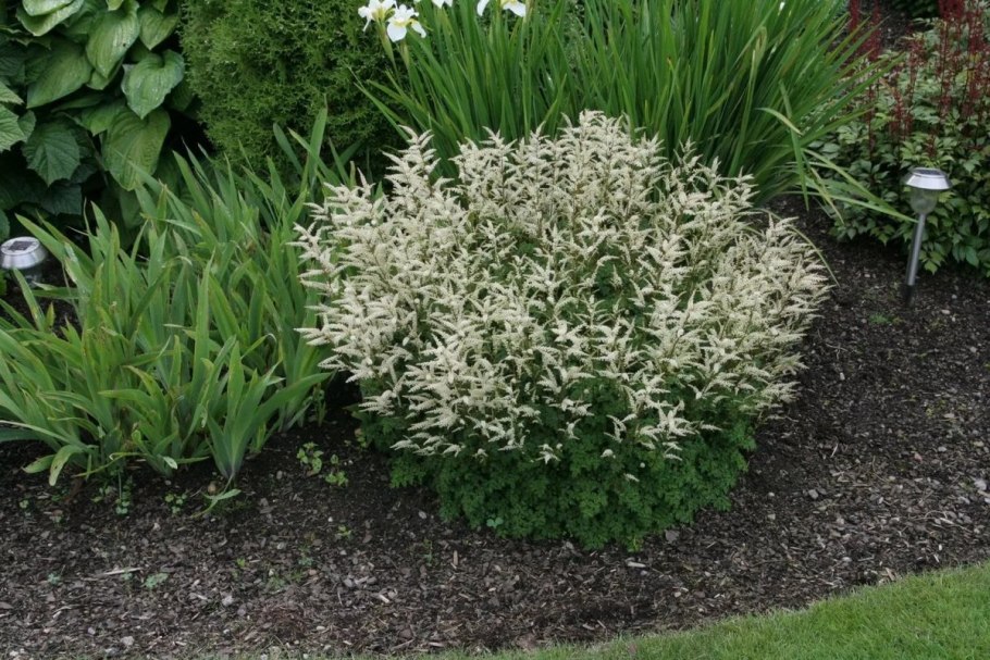 Растение Волжанка двудомная