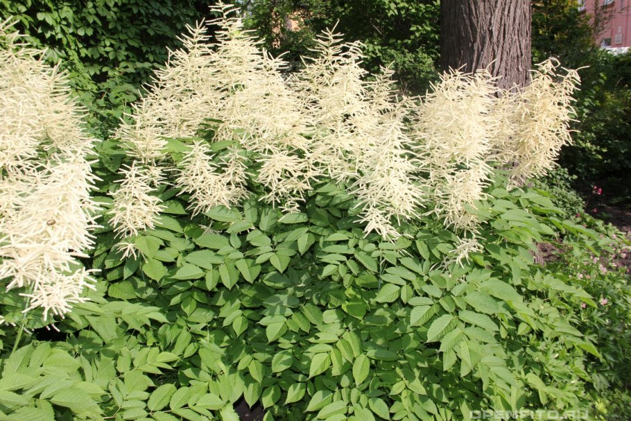 Волжанка Арункус обыкновенная