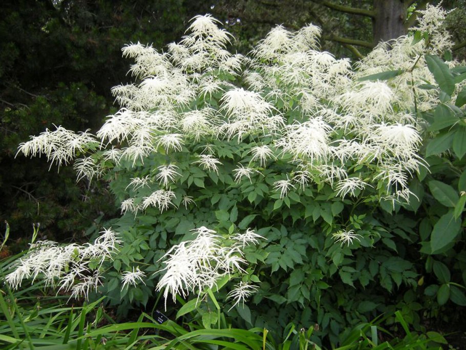 Волжанка Арункус обыкновенная