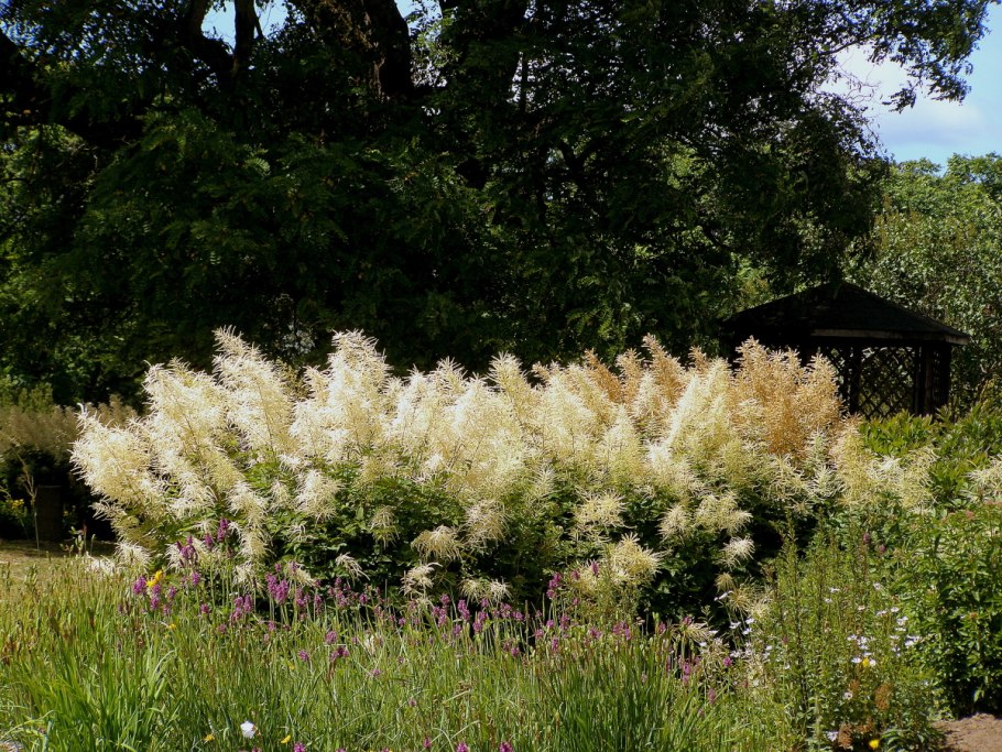 Волжанка Арункус обыкновенная