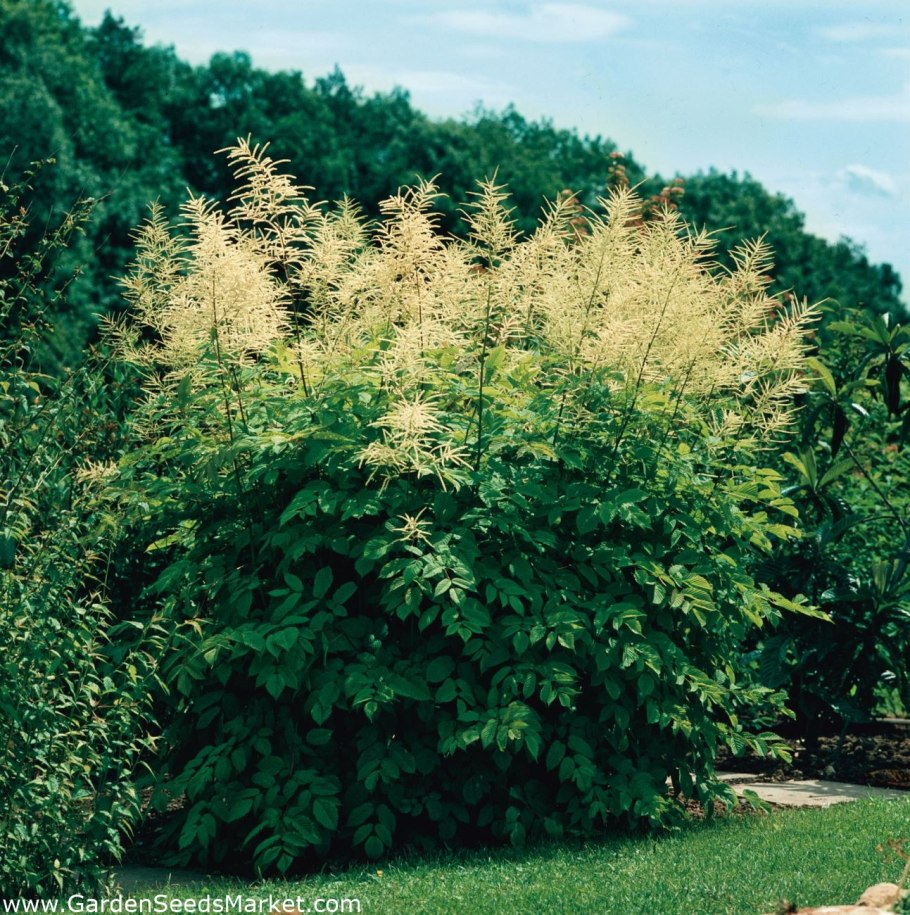 Волжанка Арункус обыкновенная