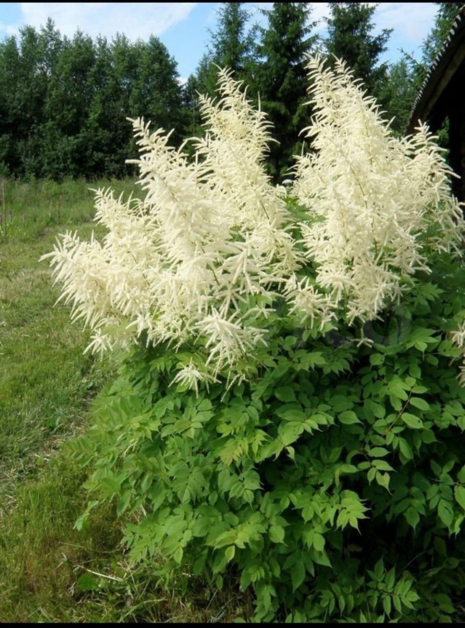 Волжанка арункус обыкновенная