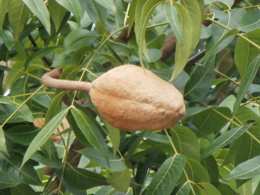 Swietenia macrophylla