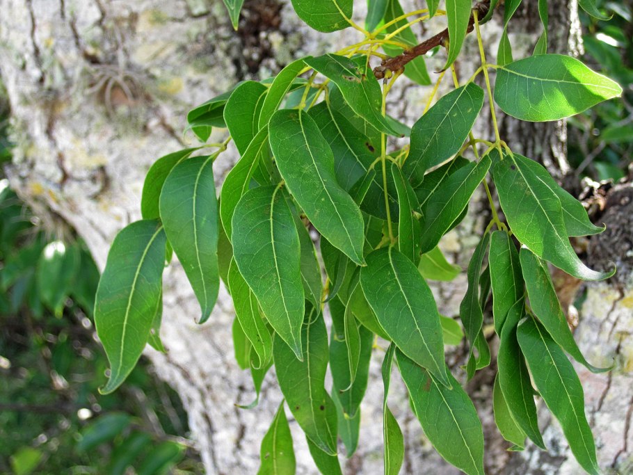 Семенные коробочки деревьев